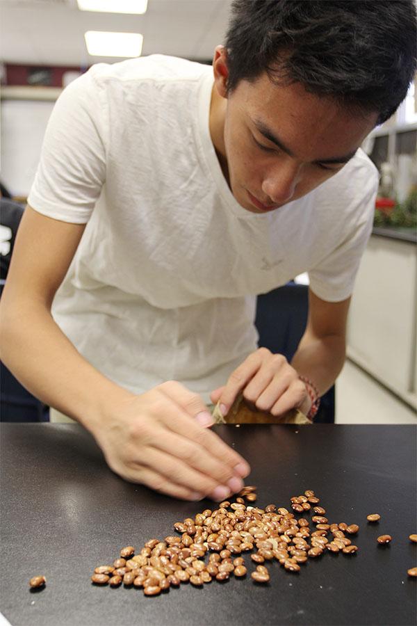 Junior Sue Vang gathers beans after finishing a lab for AP biology.