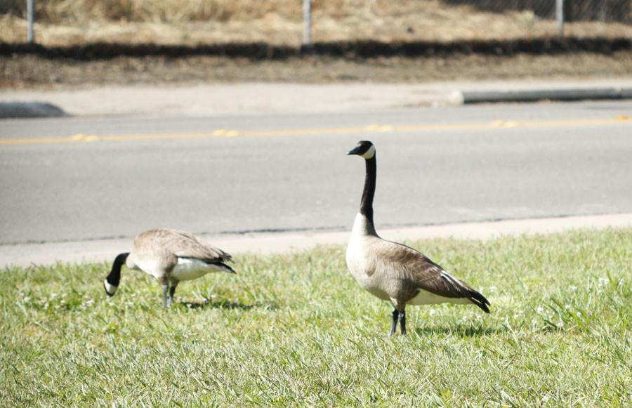 As the weather is warming up, geese are seen around campus more often.