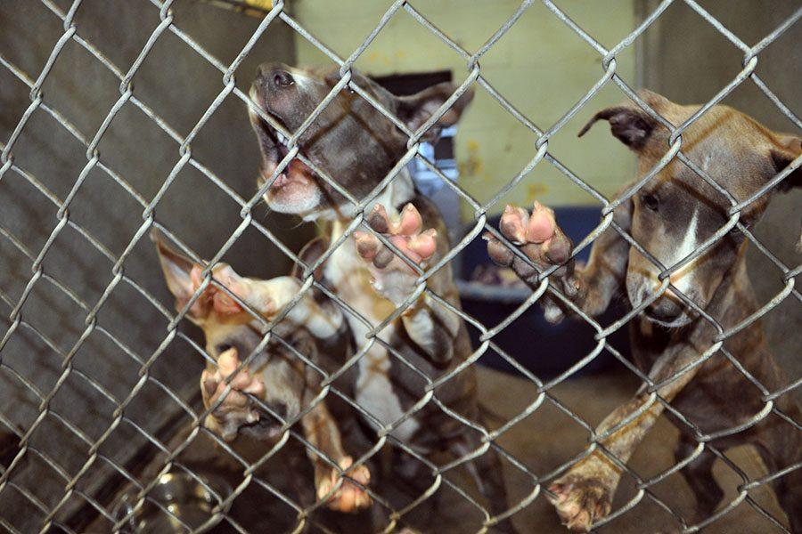 Dogs look beyond their cage as they watch  people go by hoping they will be adopted. 