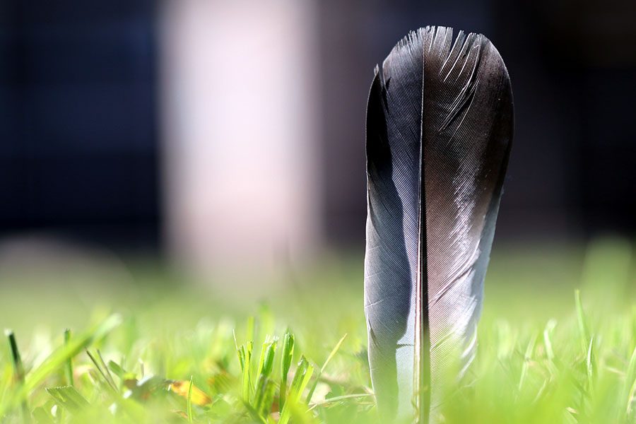 A feather stands tall, after falling from a bird flying above, in the grass near the water fountain by the Career Center.