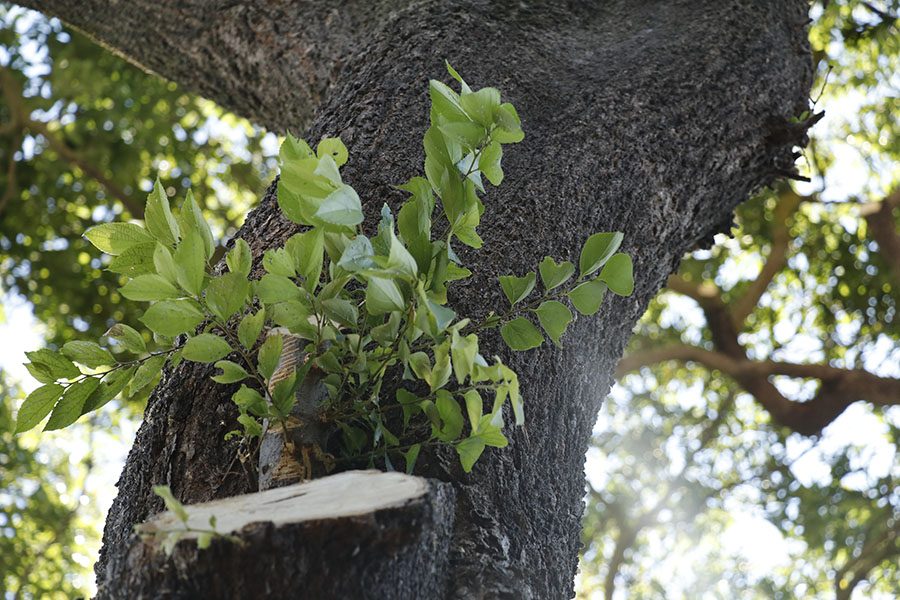 A new branch sprouts out of the side of the tree where it was previously cut.