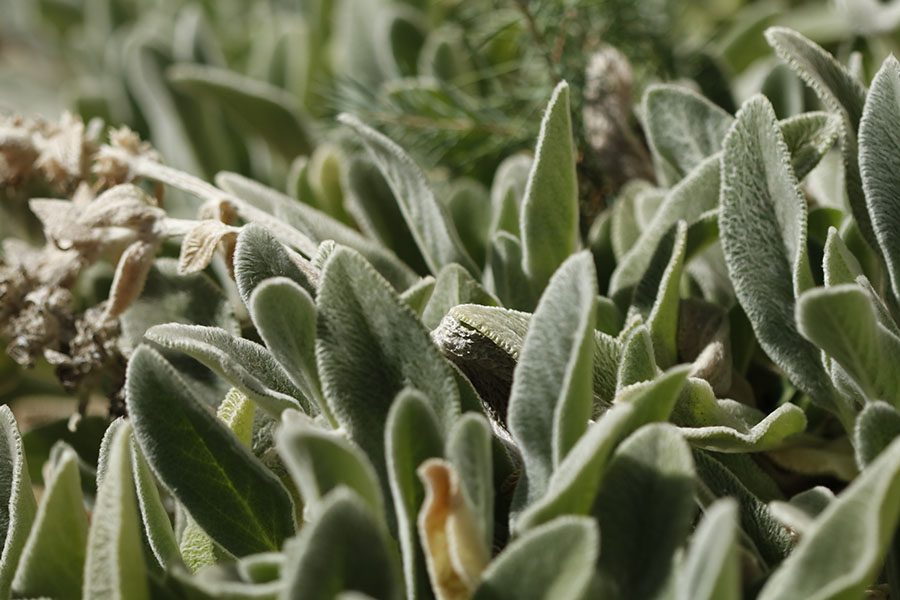 Here is a close up on a shrub on the side of the H wing.