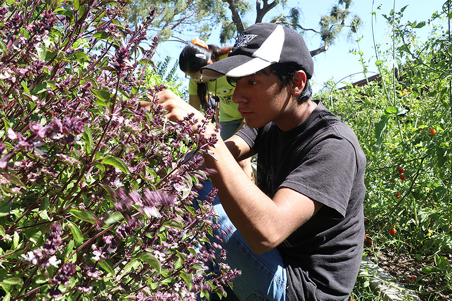 Junior Frankie Briones crouches low to be able to pick out the white flowers in the basils. If they don’t pick them out the white flowers will kill the basil and the whole plant will be ruined. Students usually tend to the garden during fifth period.