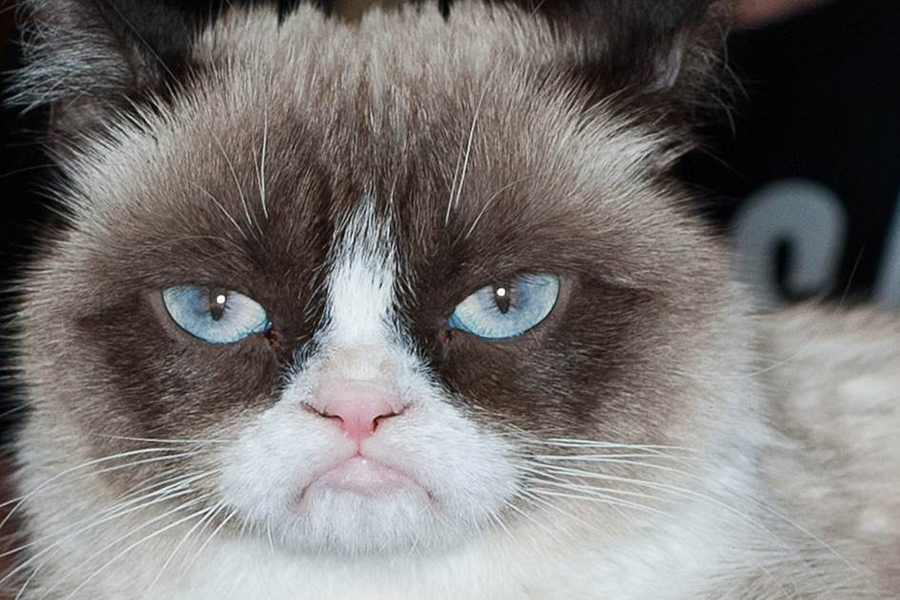 grumpy cat face no
