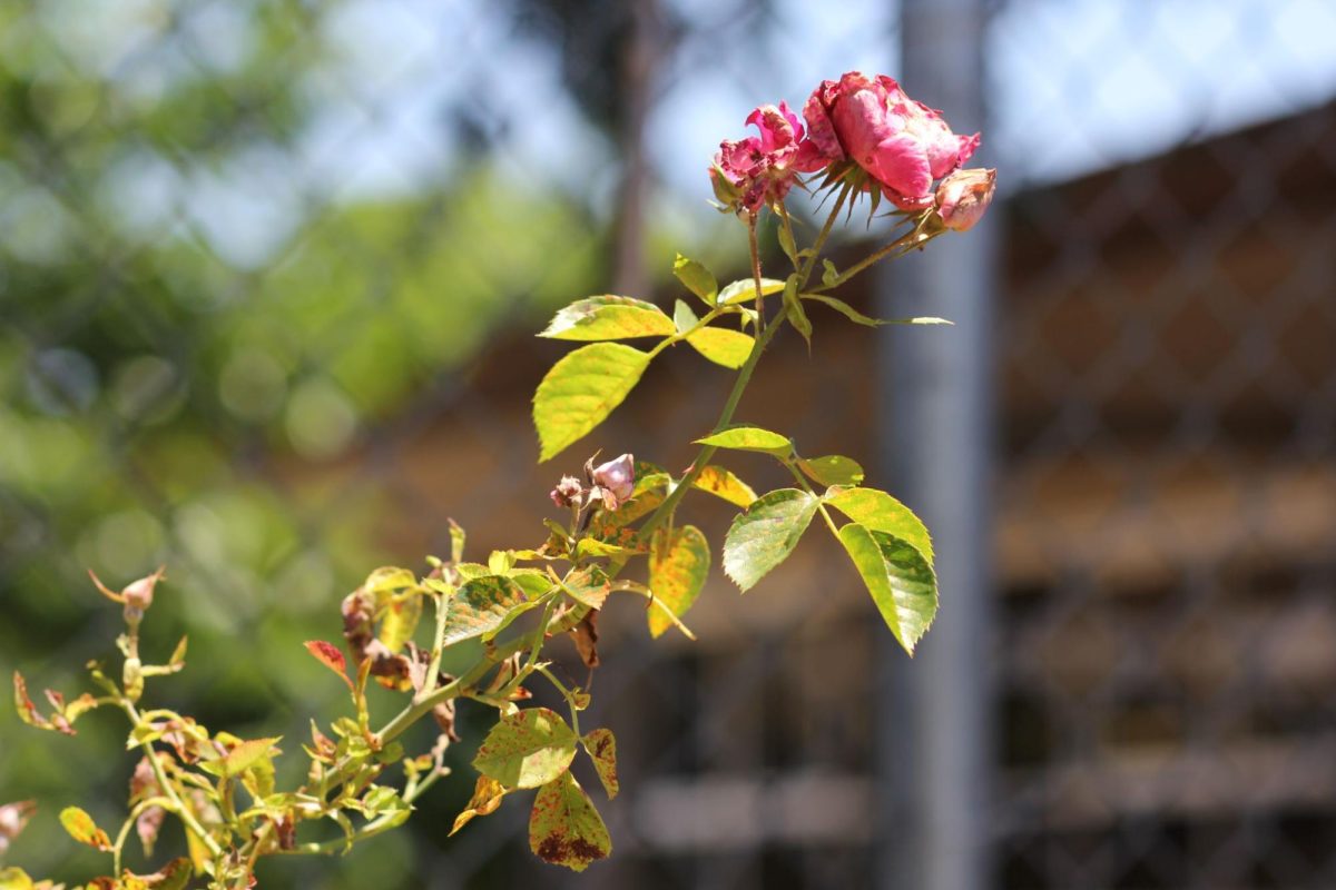 Purple pinkish rose that is starting to die in the garden space near H-wing. (Yareli Noriega/Stagg Online 
