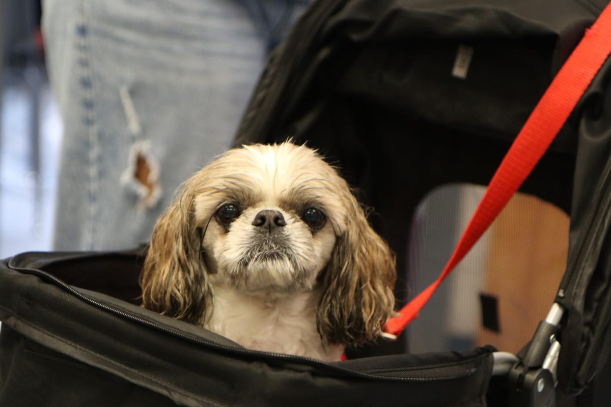 Rascal sits in his stroller due to the wet weather and not being able to walk in the rain. Rascal was picked by Margo to be a therapy dog due to his calm demeanor being something that is looked for within certified therapy dogs.