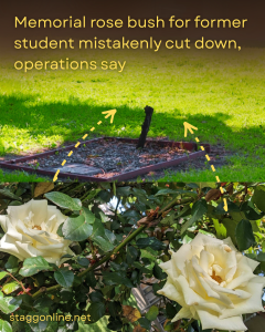 NEWS: Memorial rose bush for former student mistakenly cut down, operations say