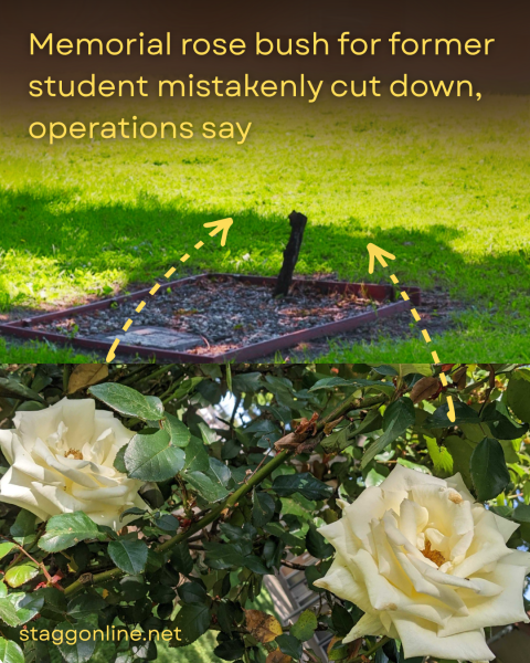 NEWS: Memorial rose bush for former student mistakenly cut down, operations say